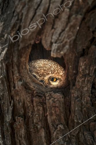 Biosphoto | 2597723 | Chouette bramhane (Athene brama) cachée dans un tronc, Bharatpur, Keoladeo Ghana National Park, Rajastan, Inde | &copy; Massimiliano Sticca / Biosphoto