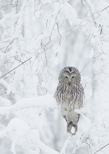 Biosphoto | 1843975 | Chouette de l'Oural sur une branche dans la neige Kuusamo Finlande | &copy; Markus Varesvuo / Biosphoto