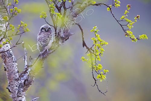 Biosphoto | 2577005 | Chouette Eperviére, Epervière boréale, (Surnia ulula), poussin tout juste sorti du nid ne sachant pas encore voler dans le Varanger en Norvège | &copy; Michael Adam / Biosphoto