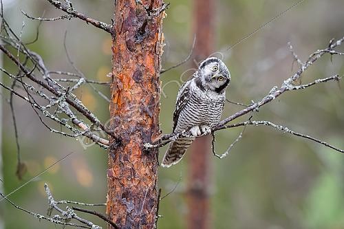 Biosphoto | 2576990 | Chouette épervière ou Épervière boréale (Surnia ulula) - Adulte posé dans la région de Kuusamo en Finlande | &copy; Michael Adam / Biosphoto