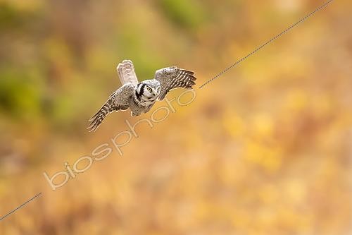 Biosphoto | 2576991 | Chouette épervière ou Épervière boréale (Surnia ulula) - Adulte en vol de chasse avec les couleurs automnales de la région de Kuusamo en Finlande | &copy; Michael Adam / Biosphoto