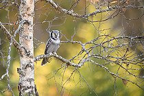 Biosphoto | 2576993 | Chouette épervière ou Épervière boréale (Surnia ulula) - Adulte posé avec les couleurs automnales de la région de Kuusamo en Finlande | &copy; Michael Adam / Biosphoto