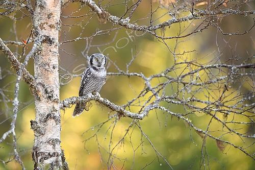 Biosphoto | 2576993 | Chouette épervière ou Épervière boréale (Surnia ulula) - Adulte posé avec les couleurs automnales de la région de Kuusamo en Finlande | &copy; Michael Adam / Biosphoto