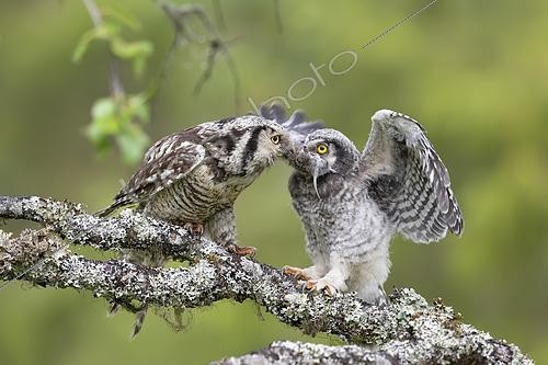 Biosphoto | 2434874 | Chouette épervière (Surnia ulula) adulte nourrissant une jeune de un mois, Jämtland, Suède | &copy; Ivan Sjögren / Biosphoto