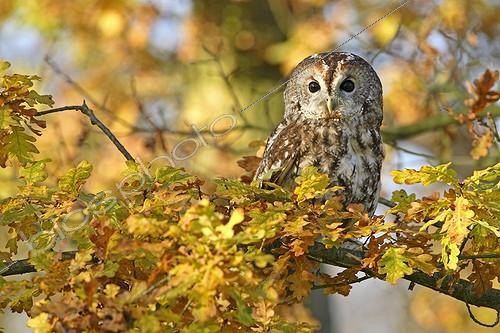 Biosphoto | 235818 | Chouette hulotte | &copy; Frédéric Desmette / Biosphoto