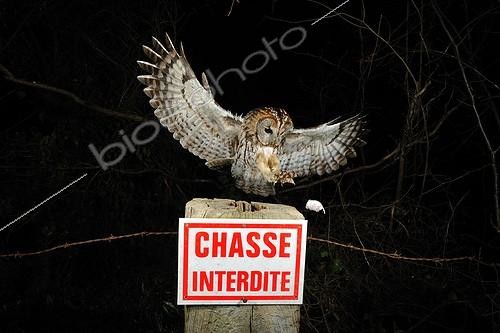Biosphoto | 755190 | Chouette Hulotte capturant une souris sur un piquet France ; Souris d'élevage sautant d'une clôture | &copy; Fabrice Simon / Biosphoto
