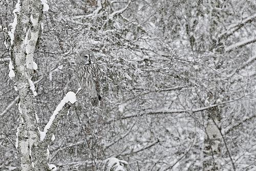 Biosphoto | 2441954 | Chouette lapone (Strix nebulosa) sur une branche, Kuhmo, Finlande | &copy; Markus Varesvuo / Biosphoto