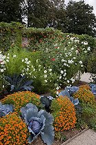 Biosphoto | 1250615 | Choux rouges 'F1 Rookie' dans un jardin potager fleuri | &copy; NouN / Biosphoto