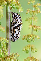 Biosphoto | 2583203 | Chrysalide de Mélitée orangée (Melitaea didyma) | &copy; Robin Fourré / Biosphoto