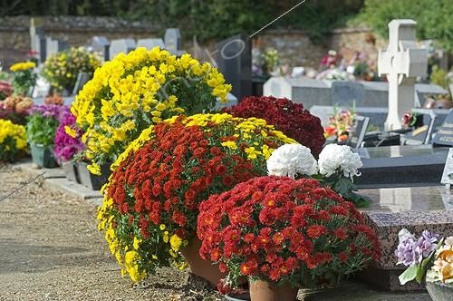 Biosphoto | 965644 | Chrysantèmes dans un cimetière fleuri à la Toussaint | &copy; Frédéric Didillon / Biosphoto