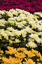 Biosphoto | 1275227 | Chrysanthème à petites fleurs Fleur | &copy; Lamontagne / Biosphoto