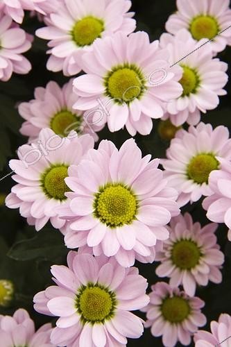 Biosphoto | 1275222 | Chrysanthème à petites fleurs 'Pico Sancho' | &copy; Lamontagne / Biosphoto