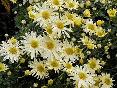Biosphoto | 2152330 | Chrysanthème d'automne, Chrysanthemum grandiflorum 'Nordlicht', fleurs | &copy; Alain Kubacsi / Biosphoto