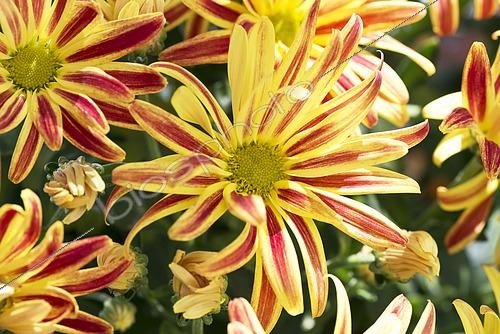 Biosphoto | 2532713 | Chrysanthème bicolore, fleurs | &copy; Visions Pictures / Biosphoto