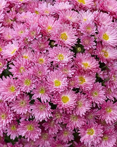 Biosphoto | 2599932 | Chrysanthème Branpetit Rose 1 | &copy; Visions BV, Netherlands / ~Brandkamp / Visions Pictures / Biosphoto