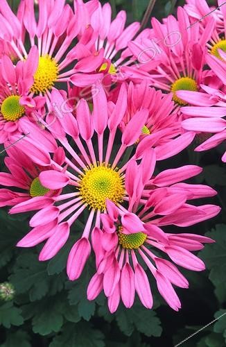 Biosphoto | 9709 | Chrysanthème  Calypso  | &copy; NouN / Biosphoto