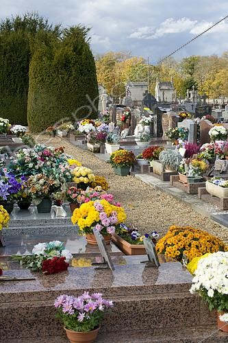 Biosphoto | 2143243 | Chrysanthème (Chrysanthemum sp) en fleurs, Cimetière fleuri à la Toussaint. | &copy; Frédéric Didillon / Biosphoto