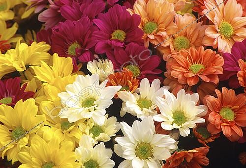 Biosphoto | 2144740 | Chrysanthème (Chrysanthemum sp) en fleurs en automne | &copy; Frédéric Didillon / Biosphoto