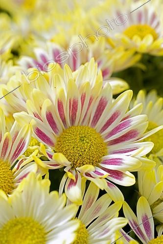 Biosphoto | 2143173 | Chrysanthème (Chrysanthemum sp) fleurs | &copy; Frédéric Didillon / Biosphoto