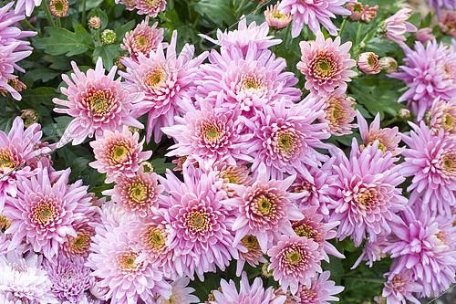 Biosphoto | 2143247 | Chrysanthème des fleuristes aux fleurs récurvées (Chrysanthemum x grandiflorum) 'Rumba pink', fleurs en automne | &copy; Frédéric Didillon / Biosphoto