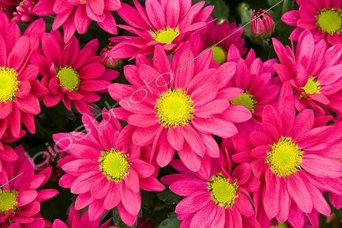 Biosphoto | 1489929 | Chrysanthème 'Eduardo' en fleur dans un jardin | &copy; Lamontagne / Biosphoto