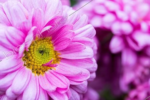 Biosphoto | 2019351 | Chrysanthème en fleur dans un jardin  | &copy; Yann Avril / Biosphoto