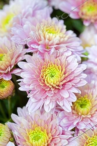 Biosphoto | 965668 | Chrysanthème en fleur dans un jardin | &copy; Frédéric Didillon / Biosphoto