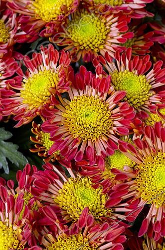 Biosphoto | 2519568 | Chrysanthème 'Encino', Chrysanthemum Encino, fleurs | &copy; Visions Pictures / Biosphoto