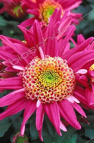 Biosphoto | 14243 | Chrysanthème  Féline  | &copy; NouN / Biosphoto