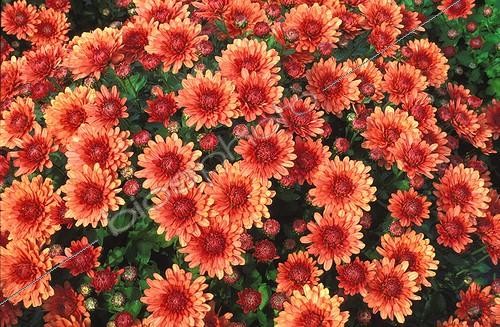 Biosphoto | 9727 | Chrysanthème  Memoria cuivre  | &copy; NouN / Biosphoto