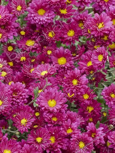 Biosphoto | 2152321 | Chrysanthème 'Orchid Helen' en fleur dans un jardin | &copy; Alain Kubacsi / Biosphoto