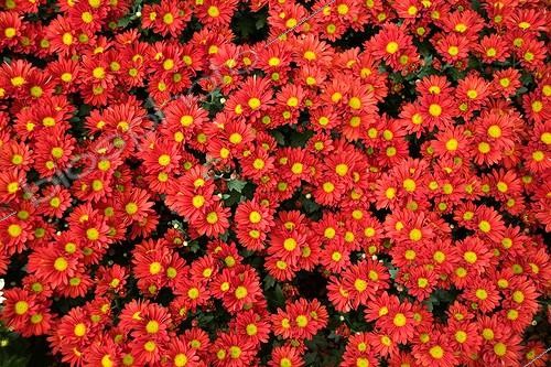 Biosphoto | 1489931 | Chrysanthème 'Paulista Red' en fleur dans un jardin | &copy; Lamontagne / Biosphoto