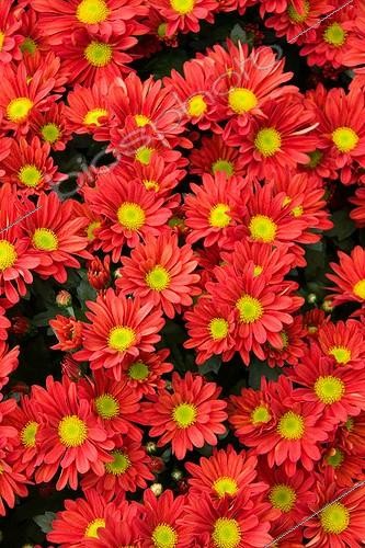 Biosphoto | 1489932 | Chrysanthème 'Paulista Red' en fleur dans un jardin | &copy; Lamontagne / Biosphoto