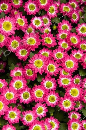 Biosphoto | 1490336 | Chrysanthème 'Pico Solo' en fleur dans un jardin | &copy; Lamontagne / Biosphoto