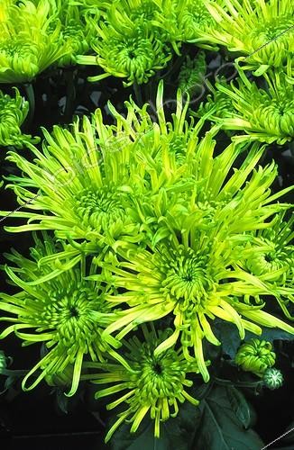 Biosphoto | 9734 | Chrysanthème  Revert  | &copy; NouN / Biosphoto