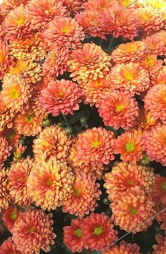 Biosphoto | 9738 | Chrysanthème  Sapiro orange  | &copy; NouN / Biosphoto