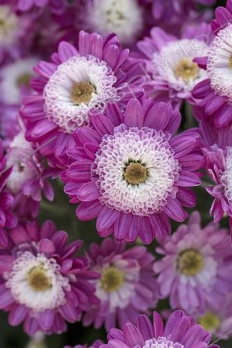 Biosphoto | 2533599 | Chrysanthème Shock, Chrysanthemum Shock, fleurs | &copy; Visions Pictures / Biosphoto