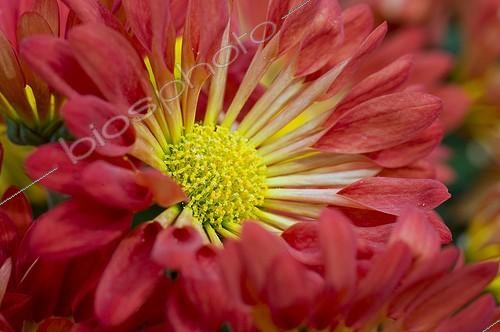 Biosphoto | 543274 | Chrysanthème spatulé 'Pennine' en fleur dans un jardin | &copy; Frédéric Didillon / Biosphoto
