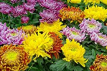 Biosphoto | 965670 | Chrysanthèmes en mélange en fleur dans un jardin | &copy; Frédéric Didillon / Biosphoto