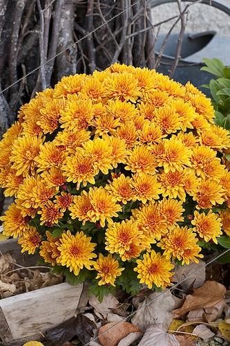 Biosphoto | 726261 | Chrysanthèmes 'Multifleurs' en fleur dans un jardin | &copy; NouN / Biosphoto
