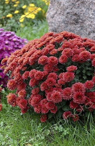 Biosphoto | 445894 | CHRYSANTHEMUM | &copy; DIGIT images / Biosphoto