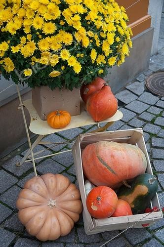 Biosphoto | 2012350 | Chrysanthemum and squashes as Halloween decoration | &copy; Yann Avril / Biosphoto