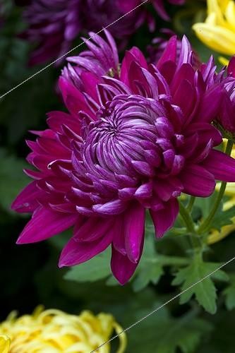 Biosphoto | 1555674 | Chrysanthemum in bloom in a garden | &copy; Gilles Le Scanff & Joëlle-Caroline Mayer / Biosphoto