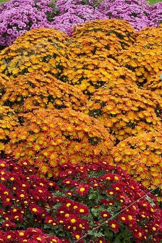 Biosphoto | 2075707 | Chrysanthemum indicum 'Marion Rouge', 'Zora Orange' and 'Nagoya Violet' | &copy; Frédéric Tournay / Biosphoto