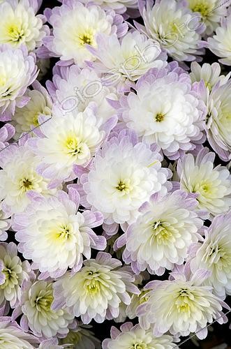Biosphoto | 2519582 | Chrysanthemum Jacqueline Pearl | &copy; Visions Pictures / Biosphoto