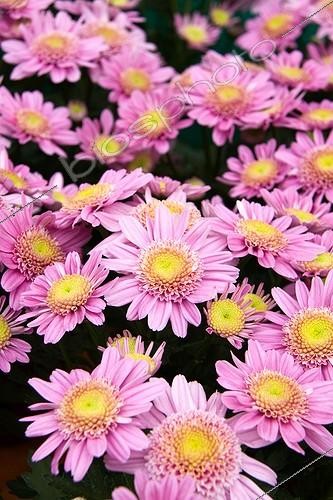 Biosphoto | 1498963 | Chrysanthemum 'Moroni' in bloom in garden | &copy; Lamontagne / Biosphoto