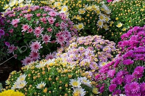 Biosphoto | 827415 | Chrysanthemum on a flowered garden terrace in autumn | &copy; Frédéric Didillon / Biosphoto