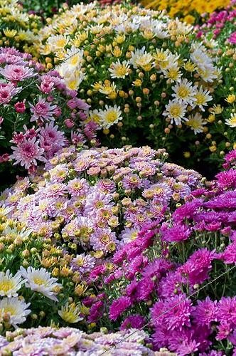 Biosphoto | 827416 | Chrysanthemum on a flowered garden terrace in autumn | &copy; Frédéric Didillon / Biosphoto