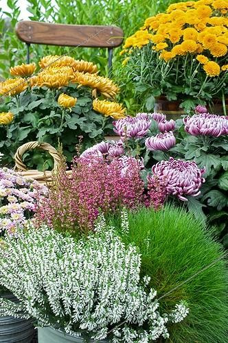 Biosphoto | 827421 | Chrysanthemum on a flowered garden terrace in autumn | &copy; Frédéric Didillon / Biosphoto
