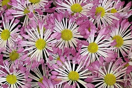 Biosphoto | 171783 | Chrysanthemum 'P'tit  Gabriel Violet'  | &copy; Hervé Lenain / Biosphoto